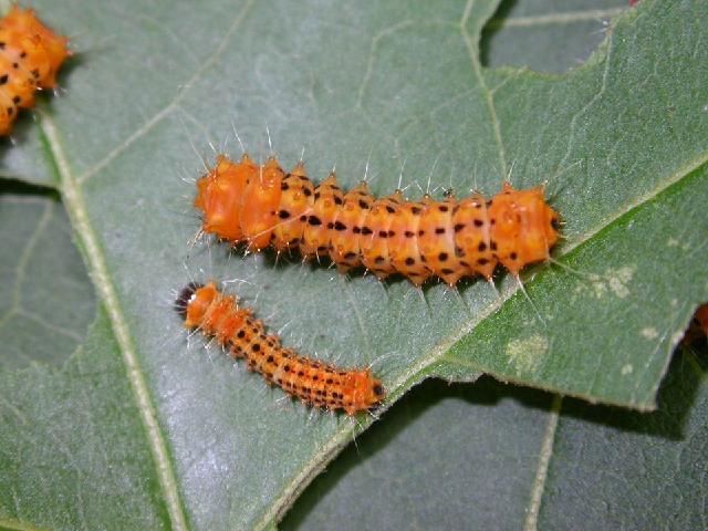 «ö¦¹¦b·sµøµ¡ÂsÄý¹Ï¤ù