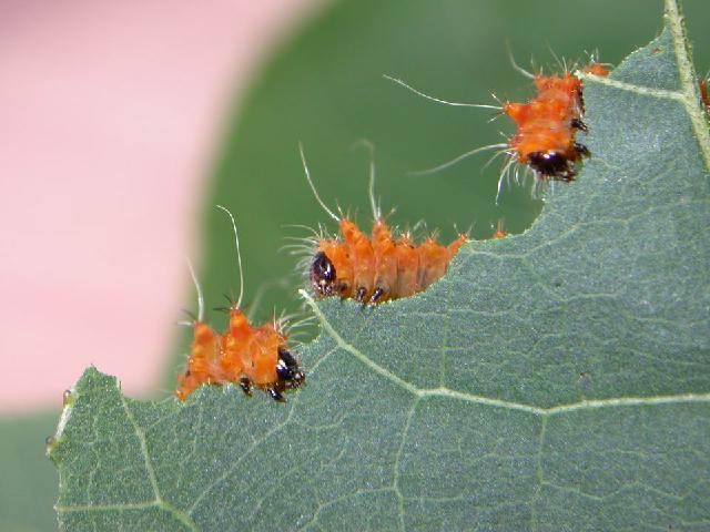 «ö¦¹¦b·sµøµ¡ÂsÄý¹Ï¤ù