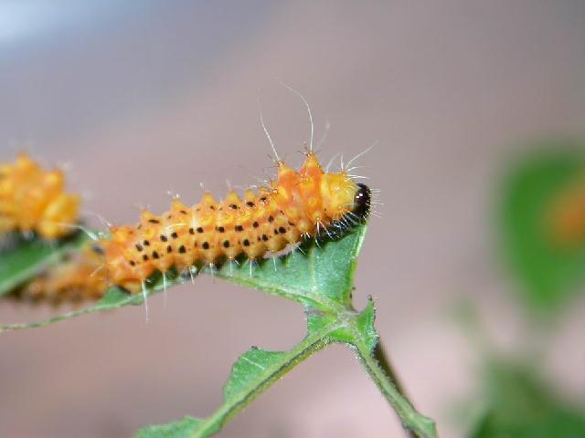 «ö¦¹¦b·sµøµ¡ÂsÄý¹Ï¤ù