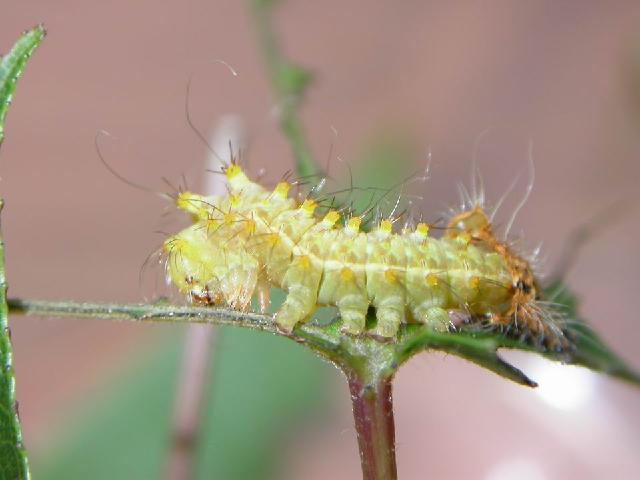 «ö¦¹¦b·sµøµ¡ÂsÄý¹Ï¤ù