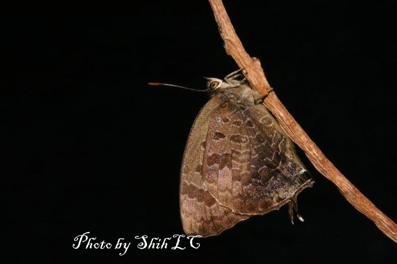 «ö¦¹¦b·sµøµ¡ÂsÄý¹Ï¤ù