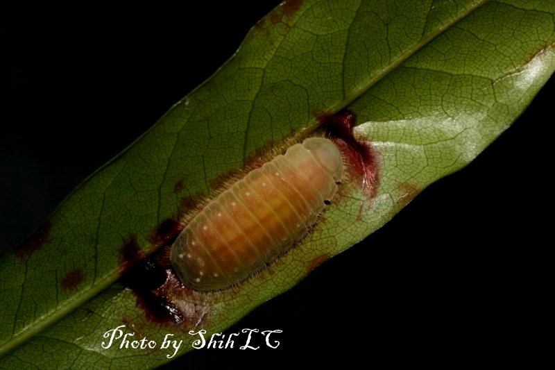 «ö¦¹¦b·sµøµ¡ÂsÄý¹Ï¤ù