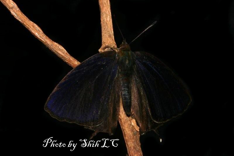 «ö¦¹¦b·sµøµ¡ÂsÄý¹Ï¤ù