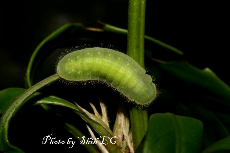 «ö¦¹¦b·sµøµ¡ÂsÄý¹Ï¤ù