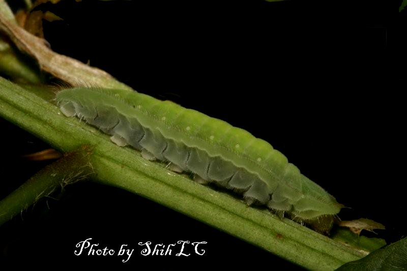 «ö¦¹¦b·sµøµ¡ÂsÄý¹Ï¤ù