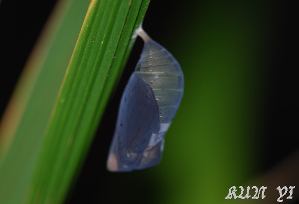按此在新視窗瀏覽圖片