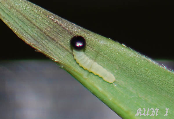 «ö¦¹¦b·sµøµ¡ÂsÄý¹Ï¤ù