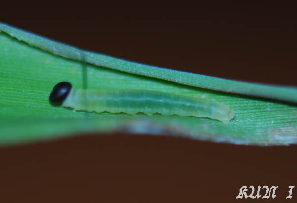 «ö¦¹¦b·sµøµ¡ÂsÄý¹Ï¤ù