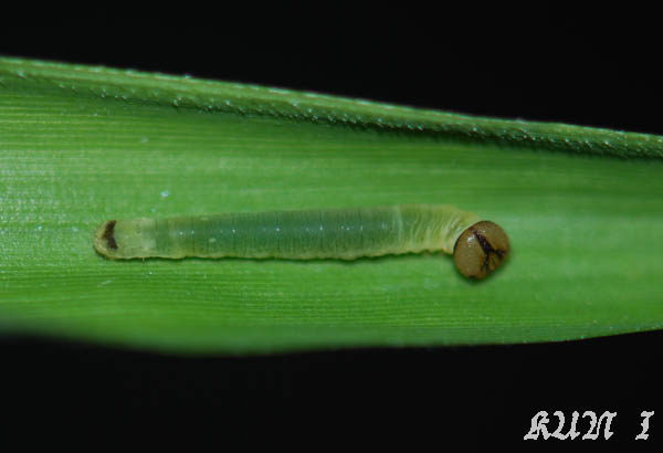 «ö¦¹¦b·sµøµ¡ÂsÄý¹Ï¤ù