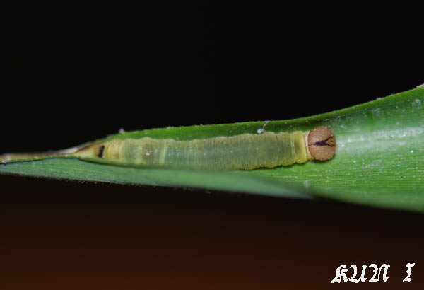 «ö¦¹¦b·sµøµ¡ÂsÄý¹Ï¤ù