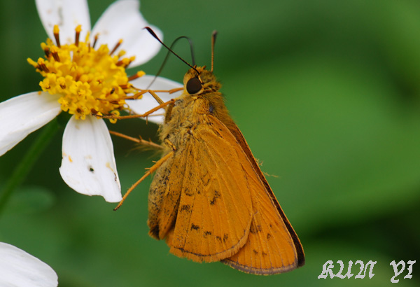 «ö¦¹¦b·sµøµ¡ÂsÄý¹Ï¤ù