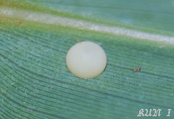 «ö¦¹¦b·sµøµ¡ÂsÄý¹Ï¤ù