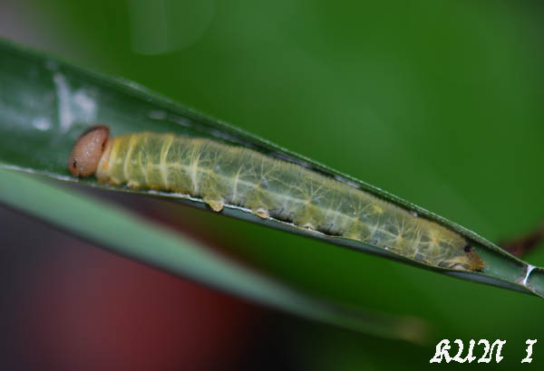 «ö¦¹¦b·sµøµ¡ÂsÄý¹Ï¤ù