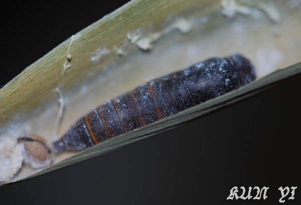 «ö¦¹¦b·sµøµ¡ÂsÄý¹Ï¤ù