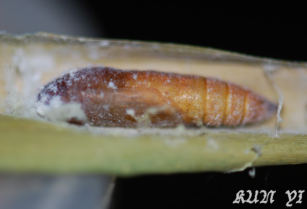 «ö¦¹¦b·sµøµ¡ÂsÄý¹Ï¤ù