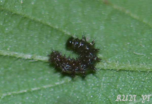 按此在新視窗瀏覽圖片