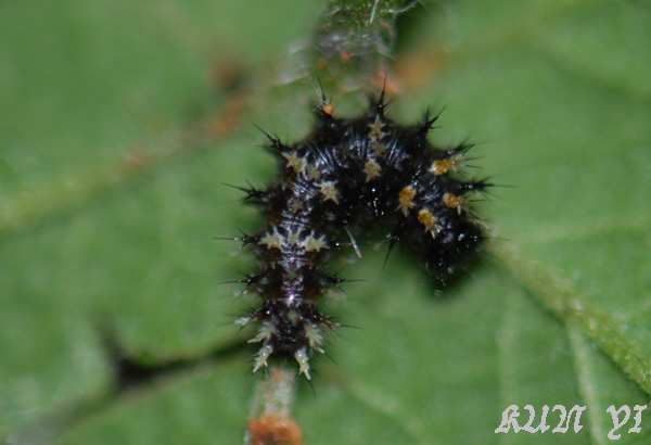 按此在新視窗瀏覽圖片