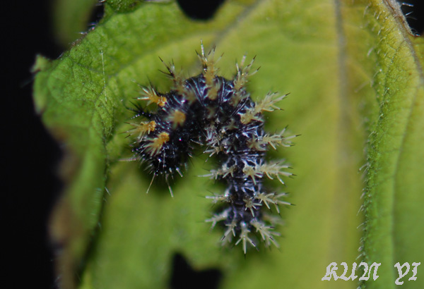 按此在新視窗瀏覽圖片