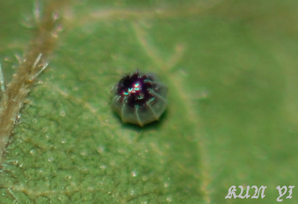 按此在新視窗瀏覽圖片