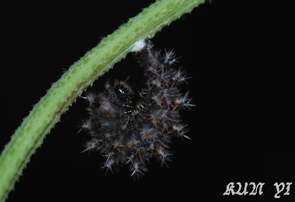 按此在新視窗瀏覽圖片