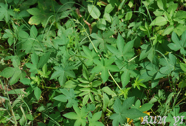 按此在新視窗瀏覽圖片