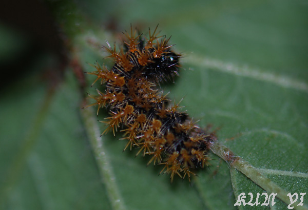 按此在新視窗瀏覽圖片