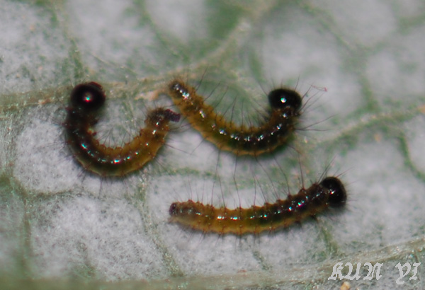 «ö¦¹¦b·sµøµ¡ÂsÄý¹Ï¤ù