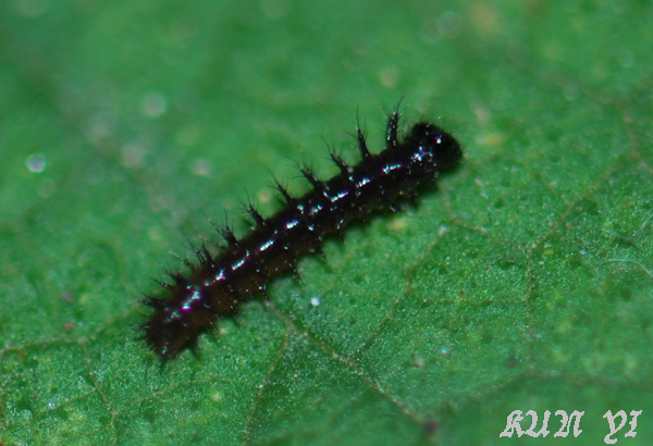 «ö¦¹¦b·sµøµ¡ÂsÄý¹Ï¤ù