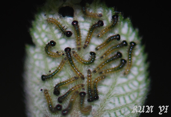 «ö¦¹¦b·sµøµ¡ÂsÄý¹Ï¤ù