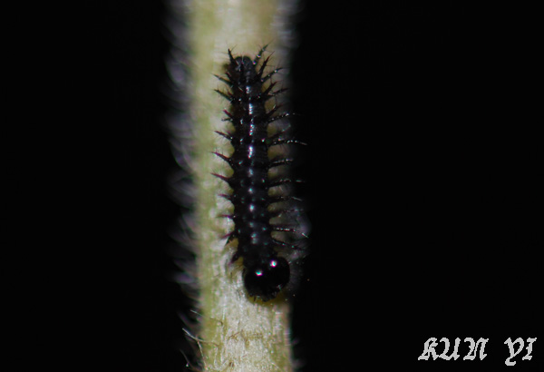 «ö¦¹¦b·sµøµ¡ÂsÄý¹Ï¤ù