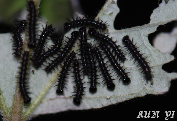 «ö¦¹¦b·sµøµ¡ÂsÄý¹Ï¤ù