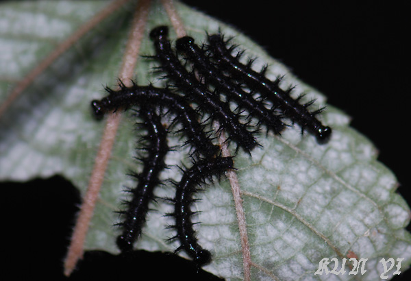 «ö¦¹¦b·sµøµ¡ÂsÄý¹Ï¤ù