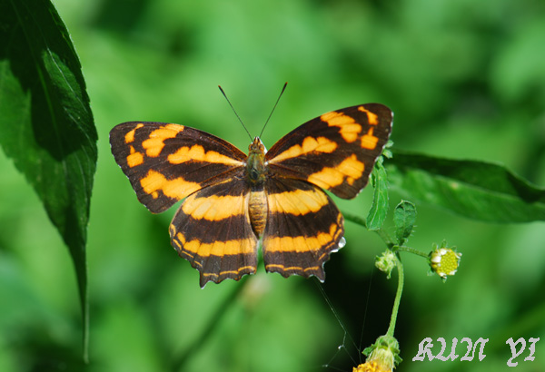 «ö¦¹¦b·sµøµ¡ÂsÄý¹Ï¤ù