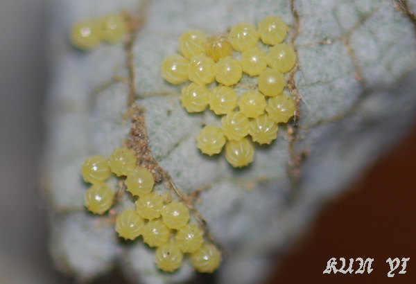 «ö¦¹¦b·sµøµ¡ÂsÄý¹Ï¤ù