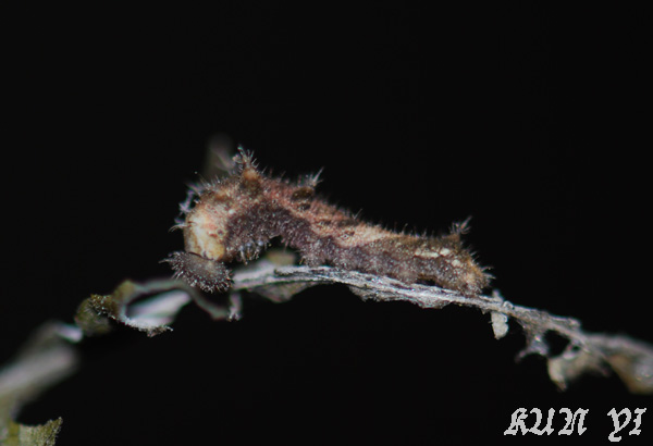 按此在新視窗瀏覽圖片