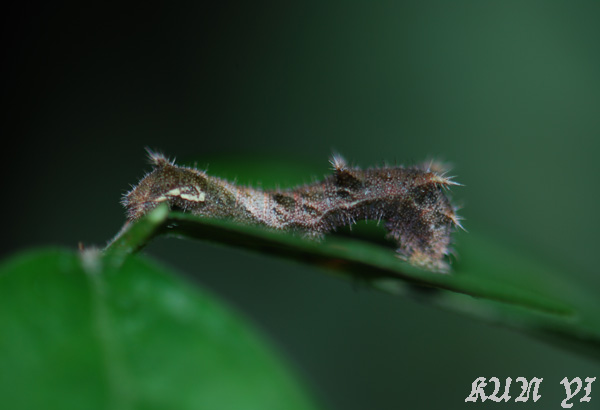 按此在新視窗瀏覽圖片