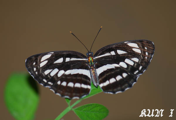 按此在新視窗瀏覽圖片