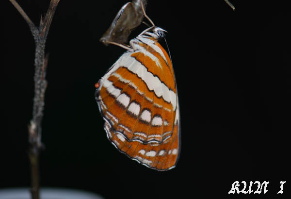按此在新視窗瀏覽圖片