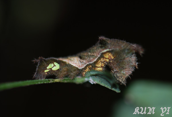 按此在新視窗瀏覽圖片