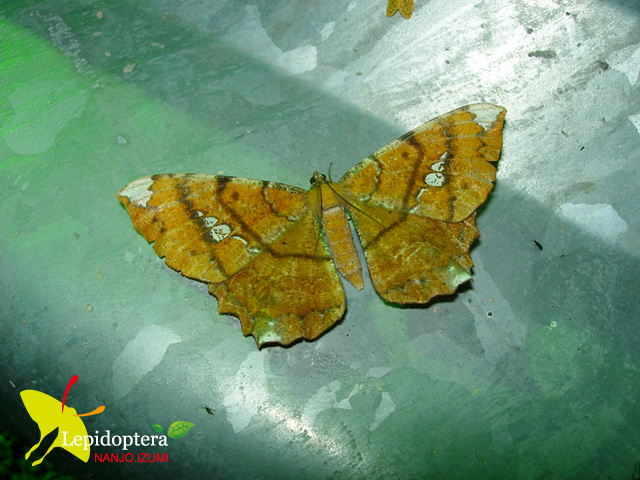 按此在新視窗瀏覽圖片