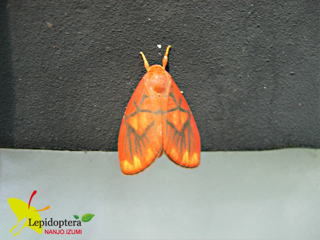 按此在新視窗瀏覽圖片