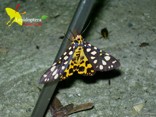 按此在新視窗瀏覽圖片