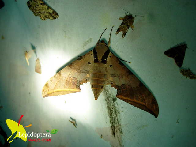 按此在新視窗瀏覽圖片