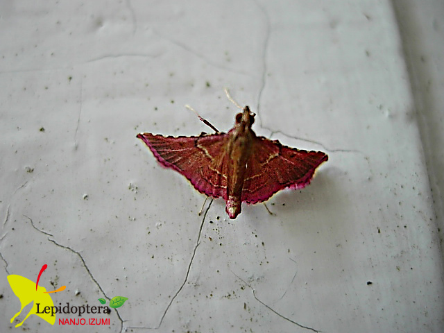 按此在新視窗瀏覽圖片