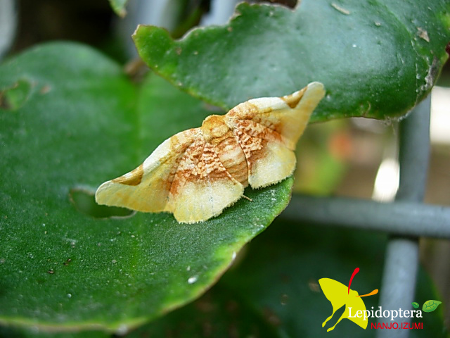 按此在新視窗瀏覽圖片