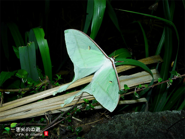 按此在新視窗瀏覽圖片