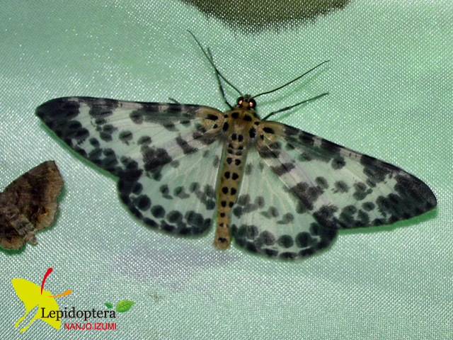 按此在新視窗瀏覽圖片