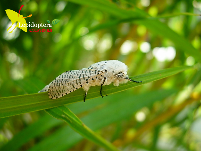 按此在新視窗瀏覽圖片