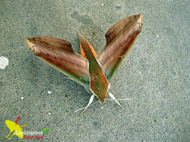 按此在新視窗瀏覽圖片