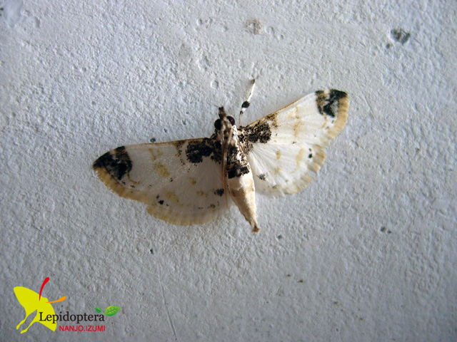 按此在新視窗瀏覽圖片